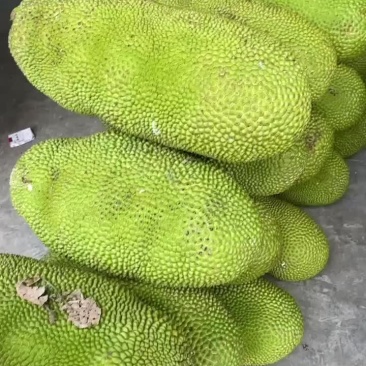 马来1号