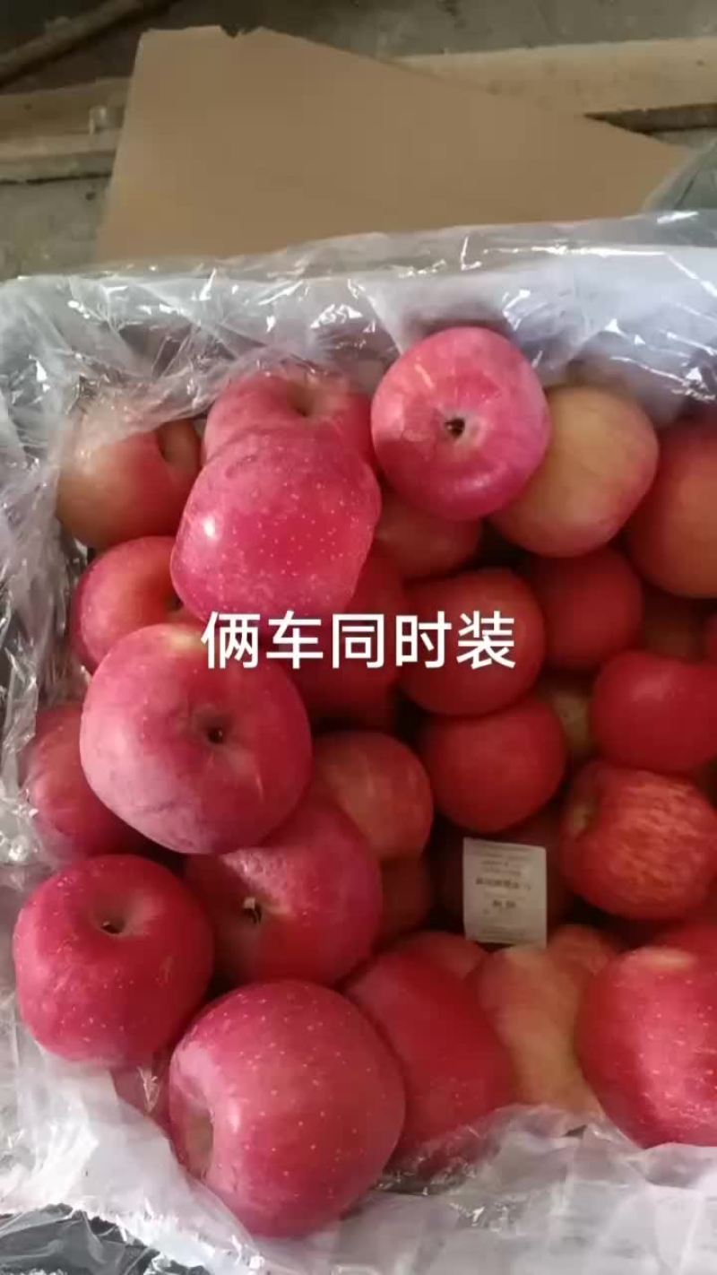 红富士苹果价格合理。产地一手货源，有需要的联系我