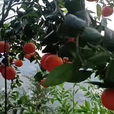 沃柑