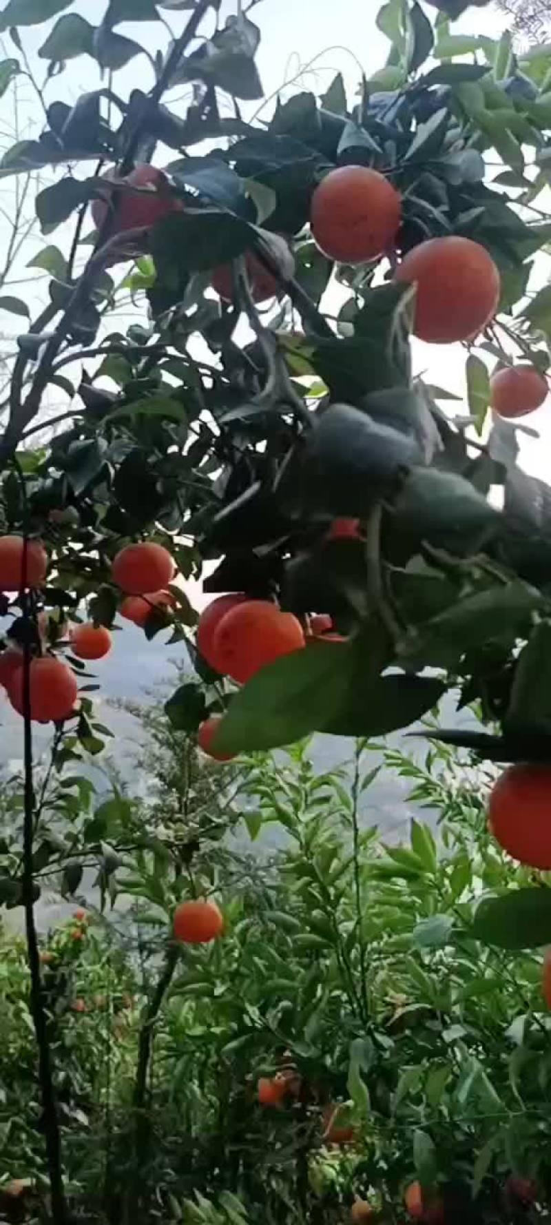 沃柑