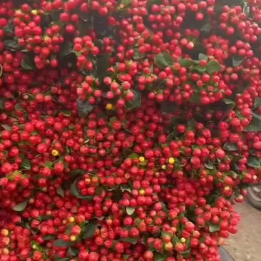 红豆