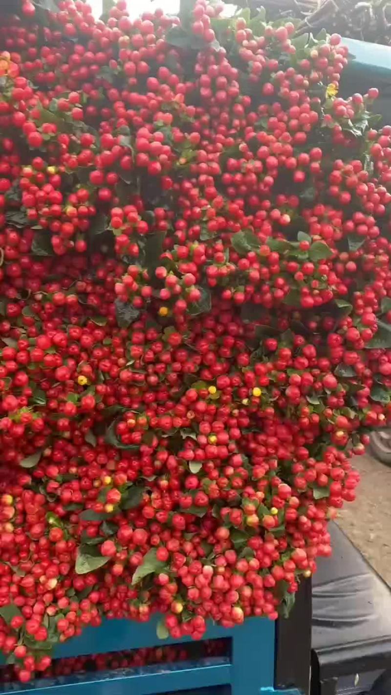 红豆