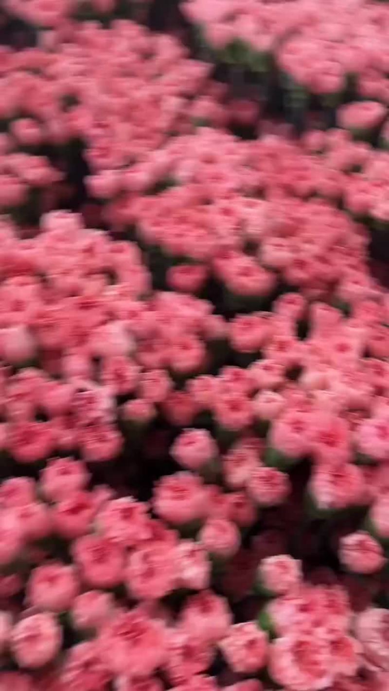 粉色康乃馨