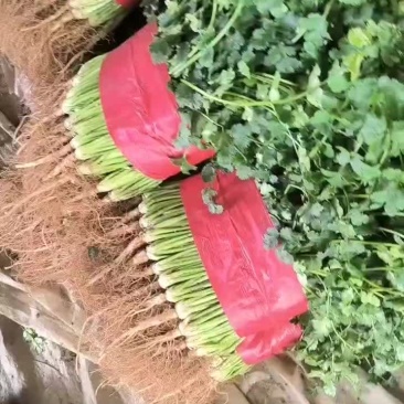 精品小叶香菜