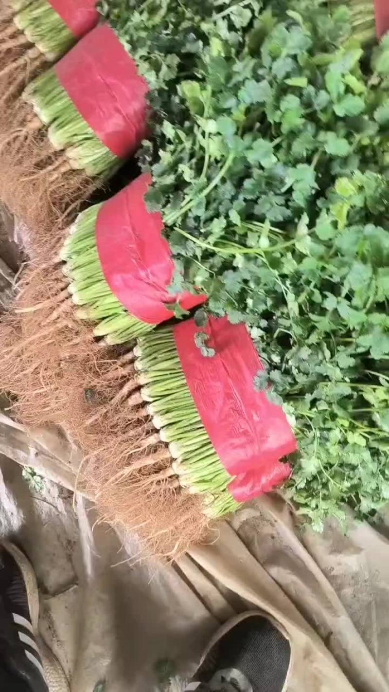 精品小叶香菜