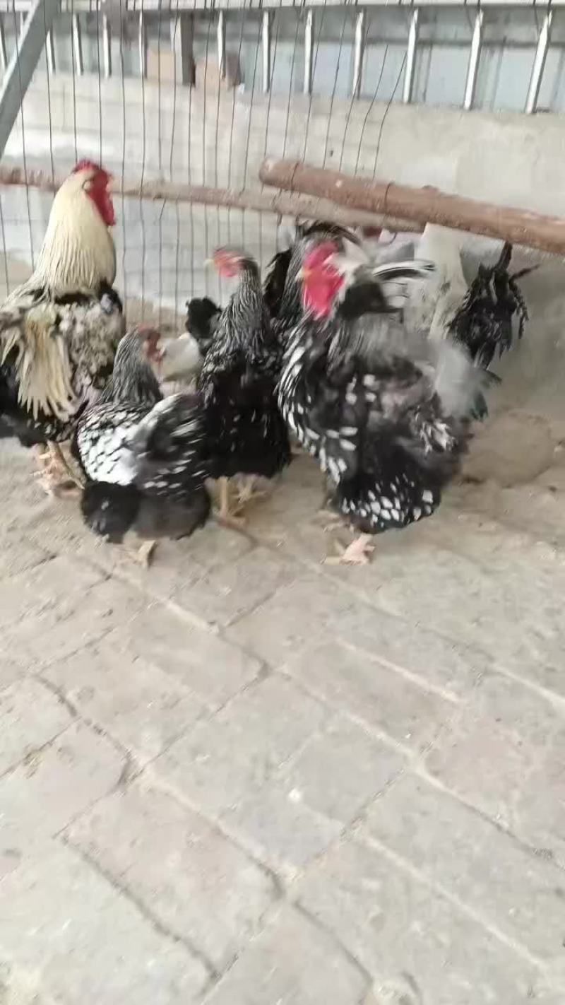 观赏鸡，小丑鸡，波澜鸡，怀特，婆罗门鸡，长尾鸡，