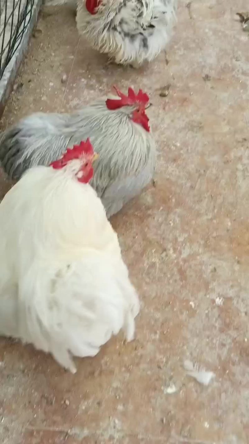 观赏鸡，小丑鸡，波澜鸡，怀特，婆罗门鸡，长尾鸡，