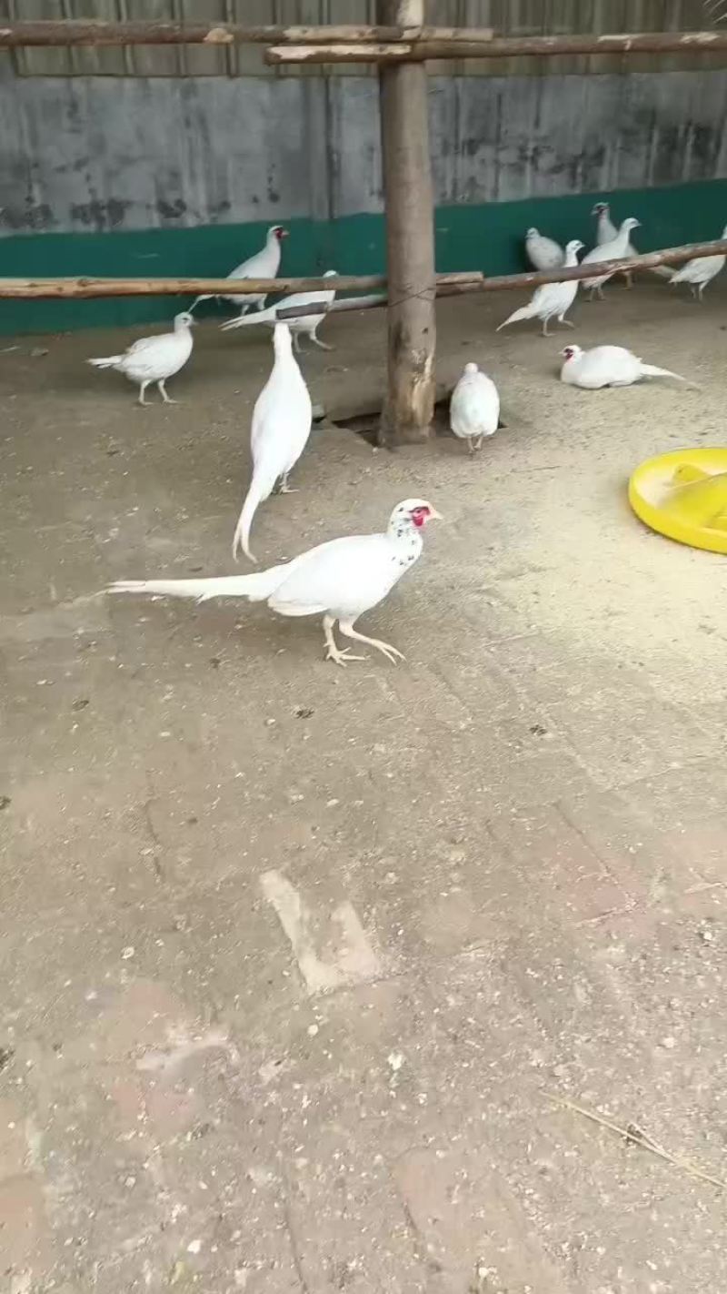 观赏鸡，小丑鸡，波澜鸡，怀特，婆罗门鸡，长尾鸡，