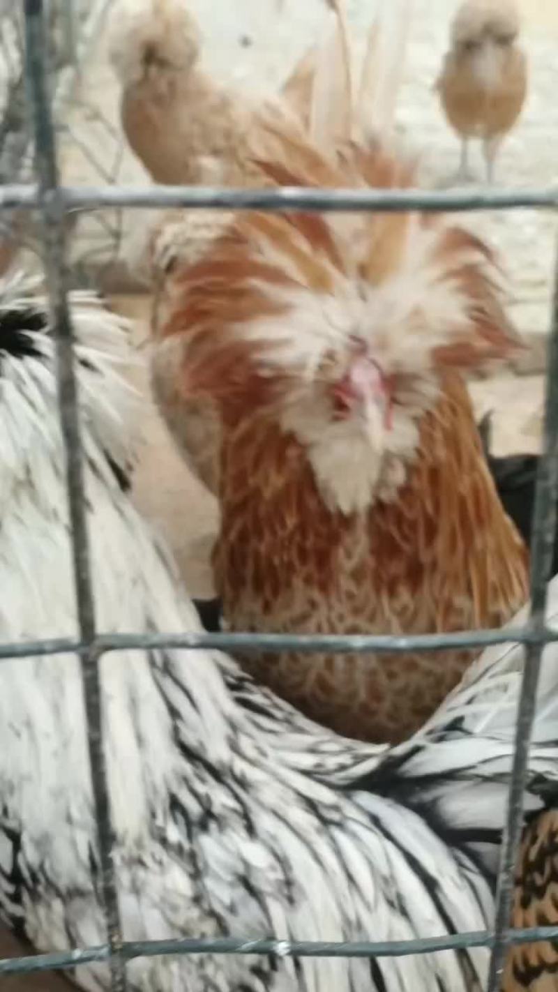 观赏鸡，小丑鸡，波澜鸡，怀特，婆罗门鸡，长尾鸡，