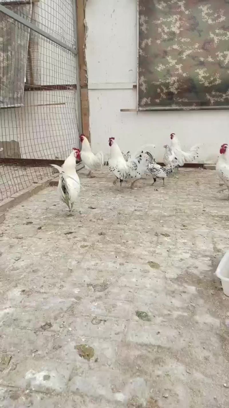 观赏鸡，小丑鸡，波澜鸡，怀特，婆罗门鸡，长尾鸡，
