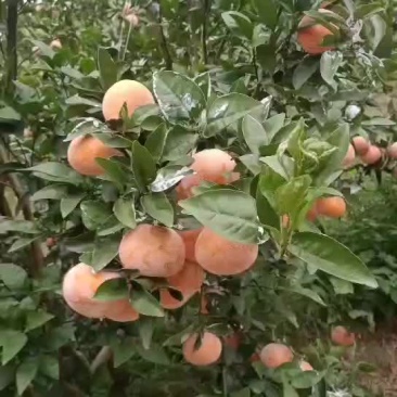 茂谷柑