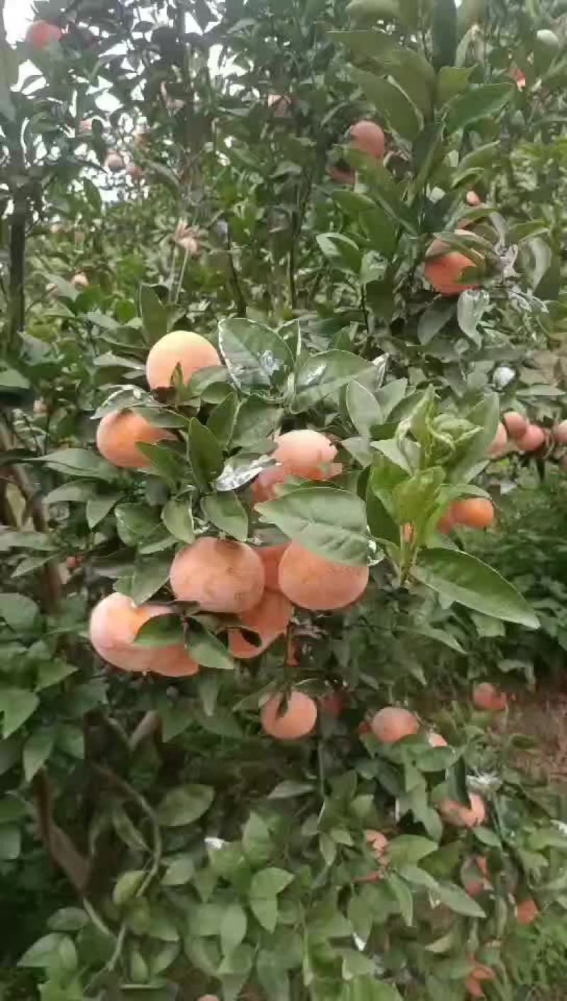 茂谷柑