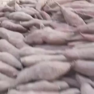 秦薯伍