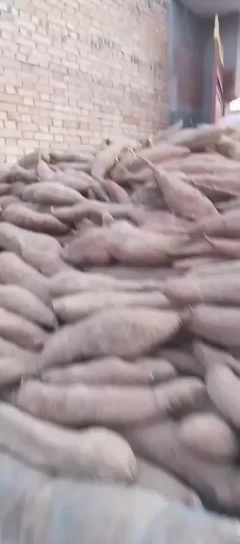 秦薯伍