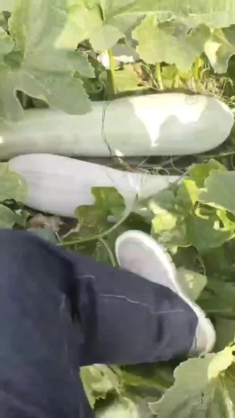 白皮冬瓜