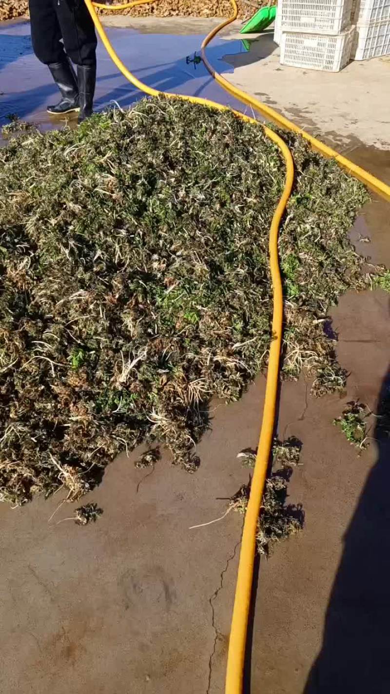 沂水荠菜