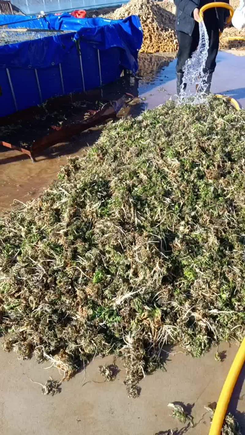 沂水荠菜
