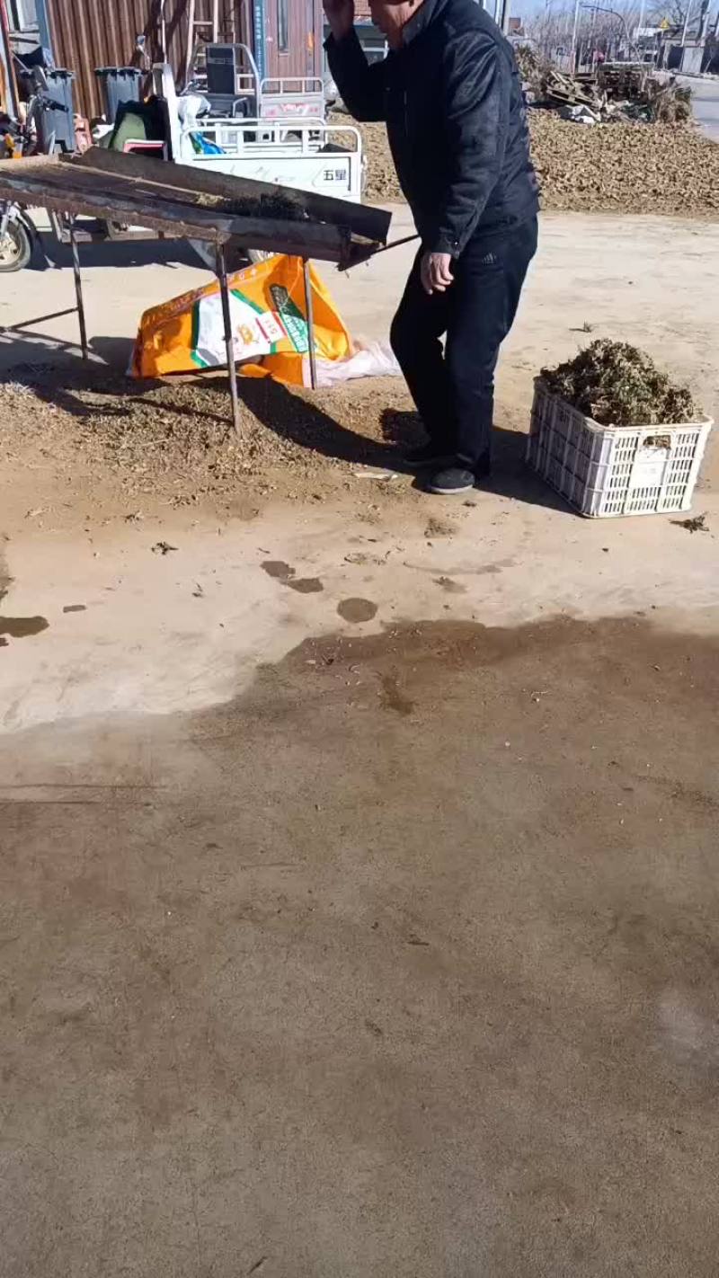 沂水荠菜