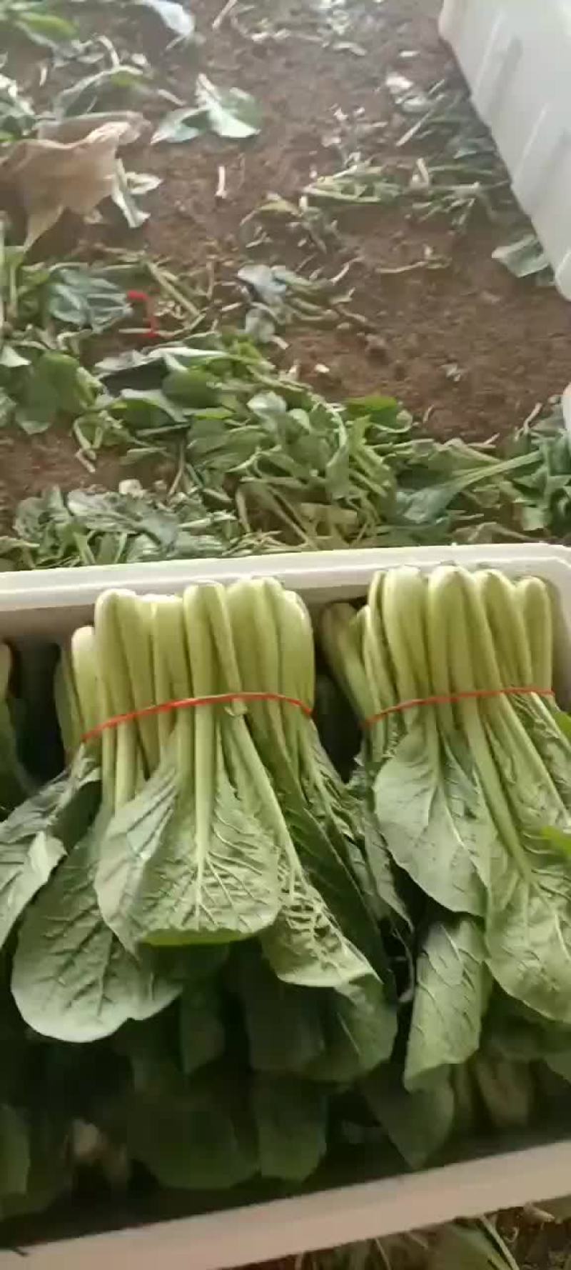 辽宁新民大量精品小白菜，欢迎全国采购商。前来洽谈采购