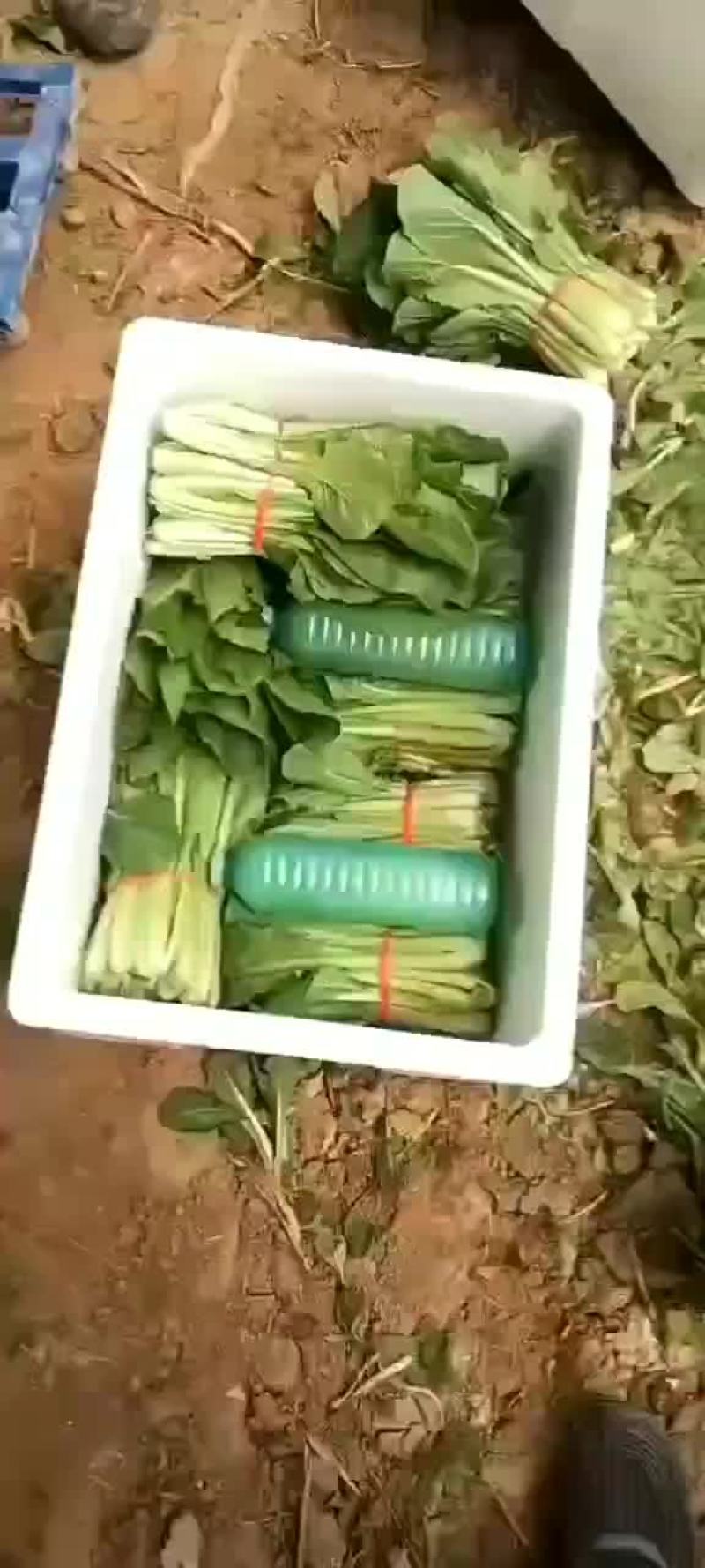 辽宁新民大量精品小白菜，欢迎全国采购商。前来洽谈采购
