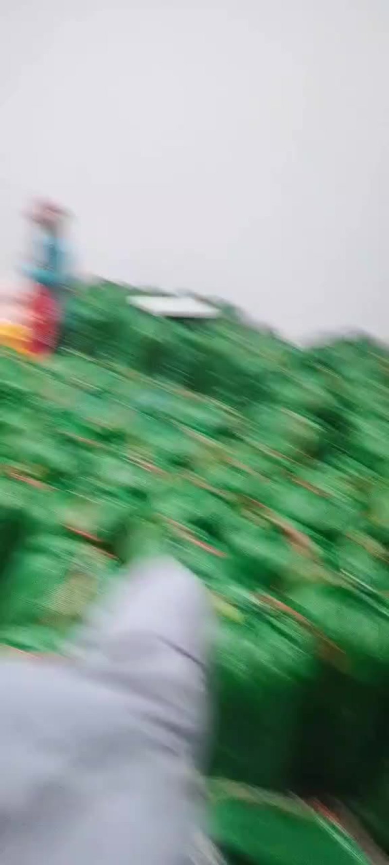 云南甜豌豆