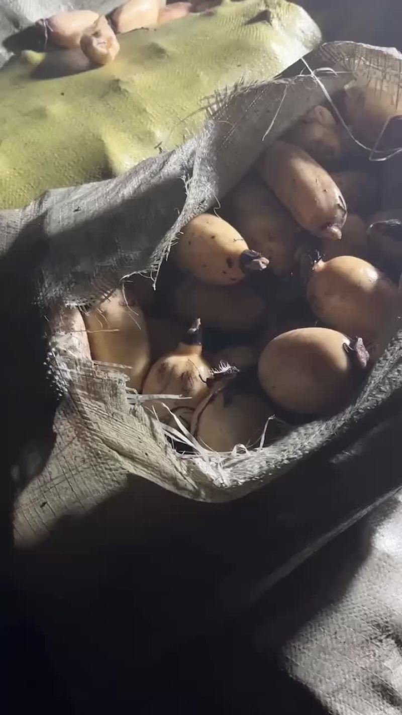精品藕头