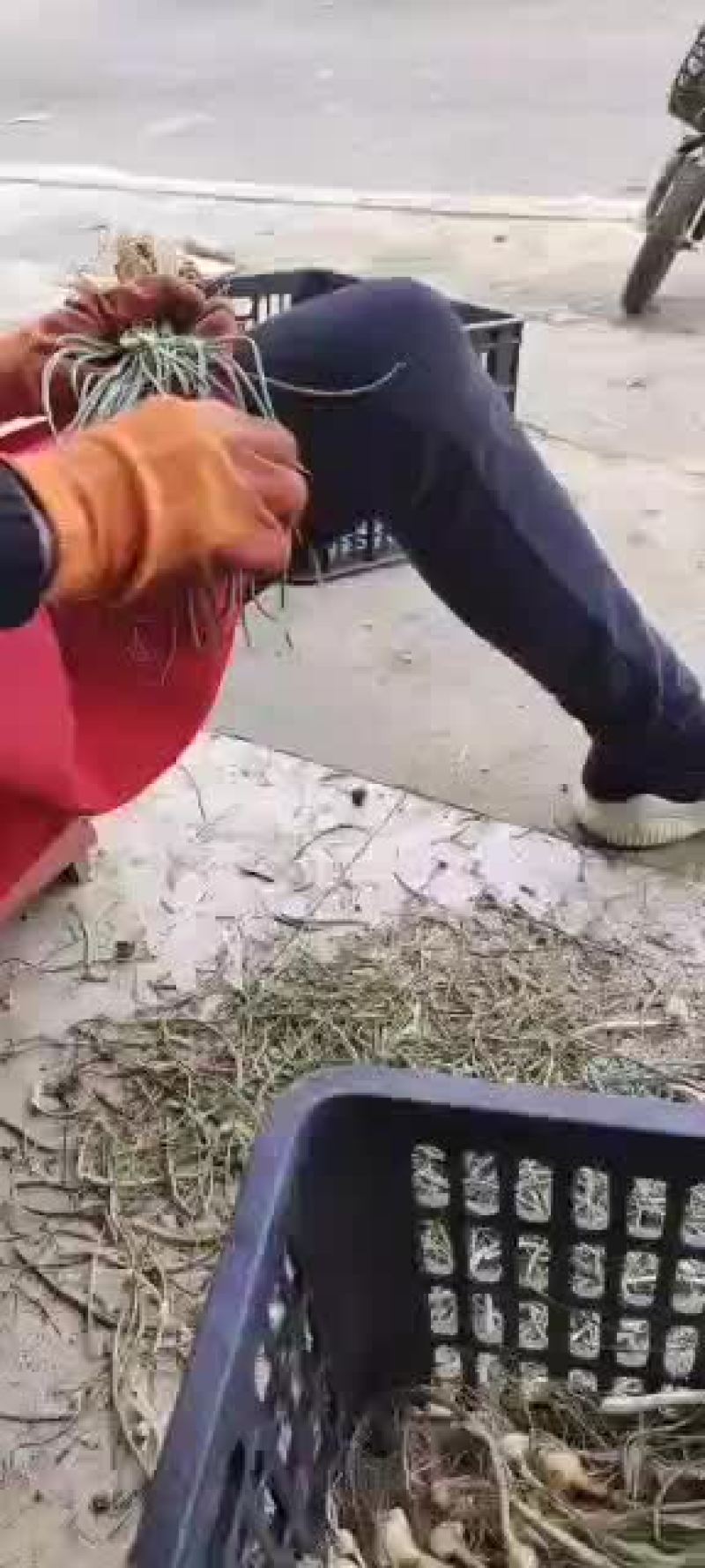 贵州特产野生野胡葱又叫苦蒜薤白节节葱