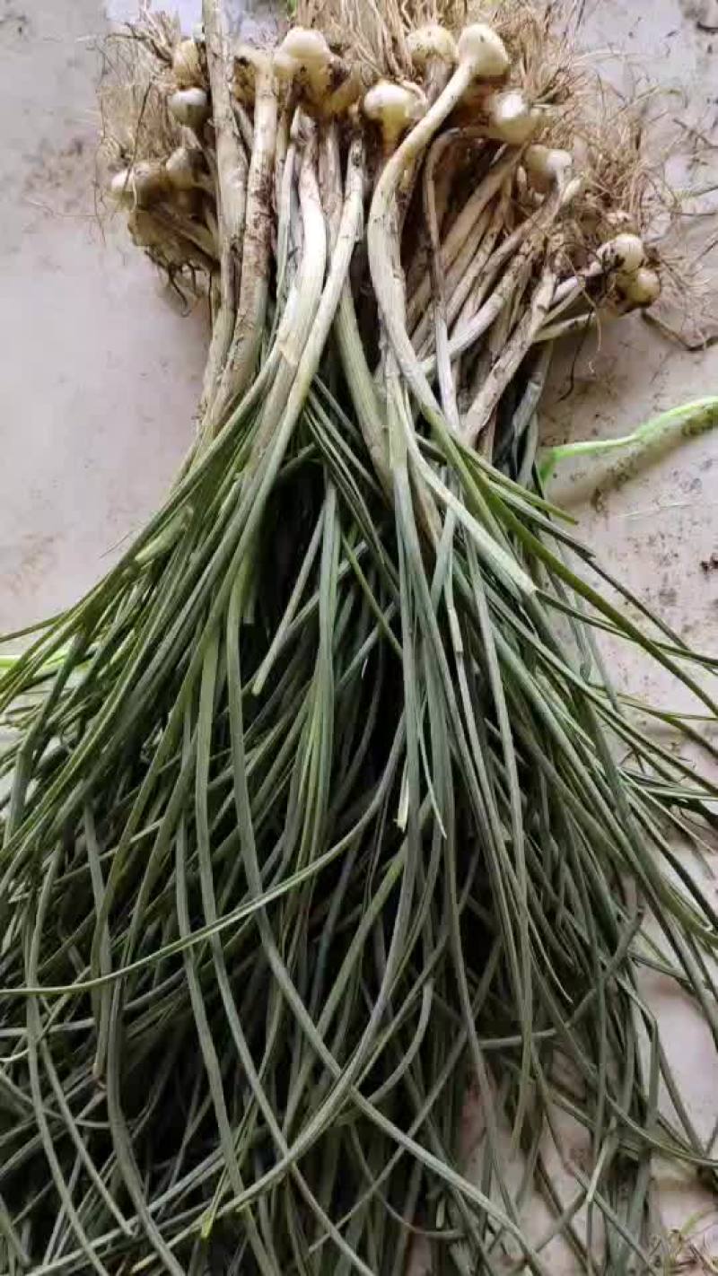 贵州特产野生野胡葱又叫苦蒜薤白节节葱
