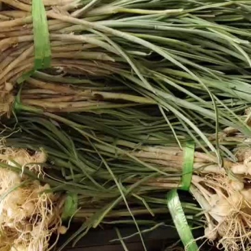 贵州特产野生野胡葱又叫苦蒜薤白节节葱