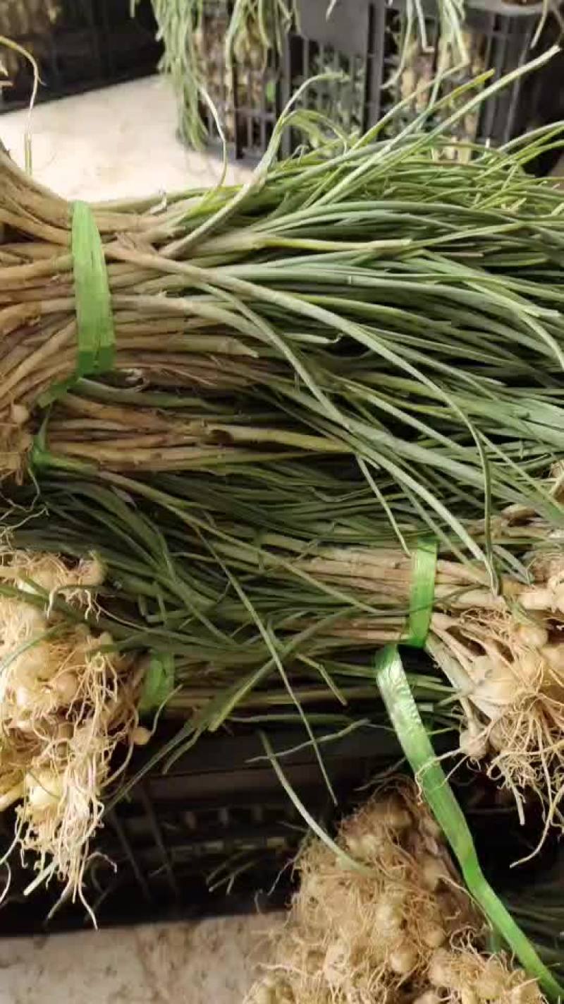 贵州特产野生野胡葱又叫苦蒜薤白节节葱