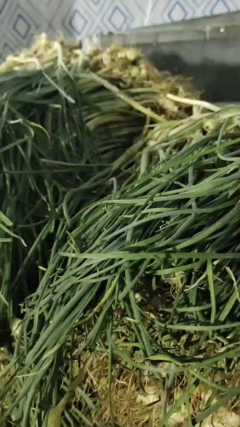 贵州特产野生野胡葱又叫苦蒜薤白节节葱