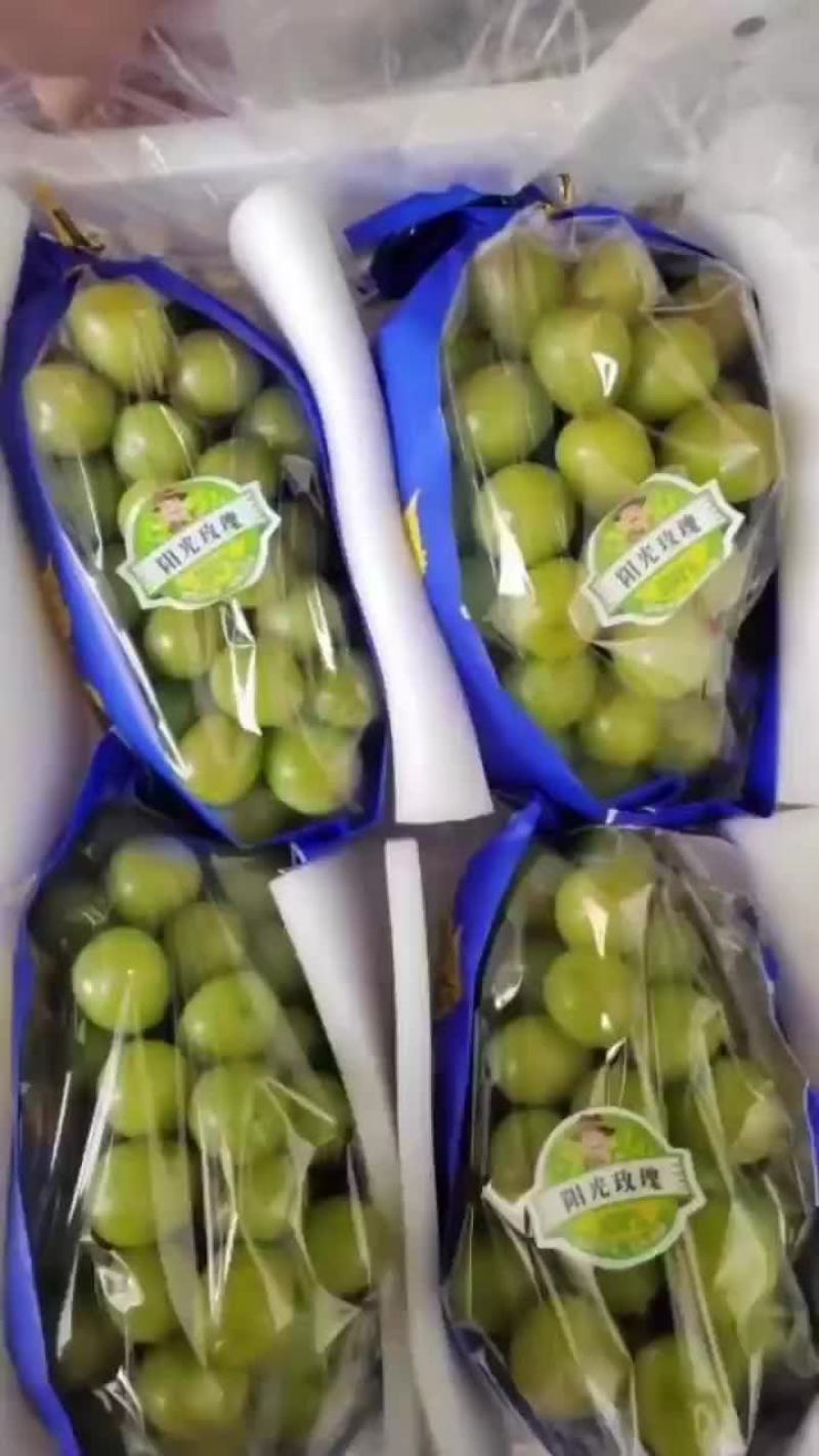 阳光玫瑰