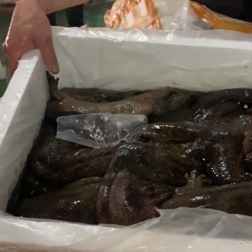娃娃鱼到货，价格美丽，5斤起批发价