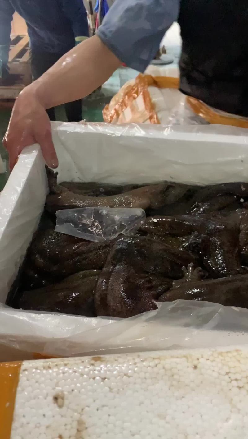 娃娃鱼到货，价格美丽，5斤起批发价