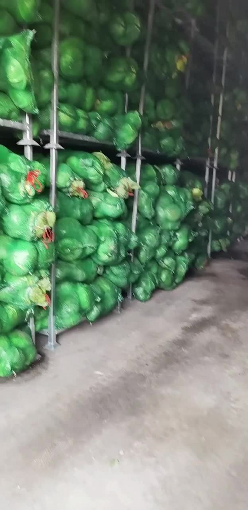 冷库储存奥奇甘蓝菜，便宜出售