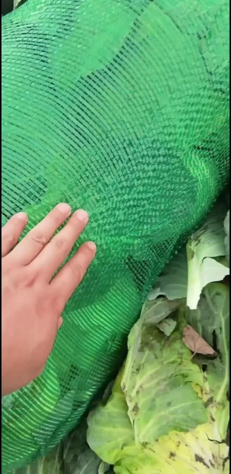 冷库储存奥奇甘蓝菜，便宜出售