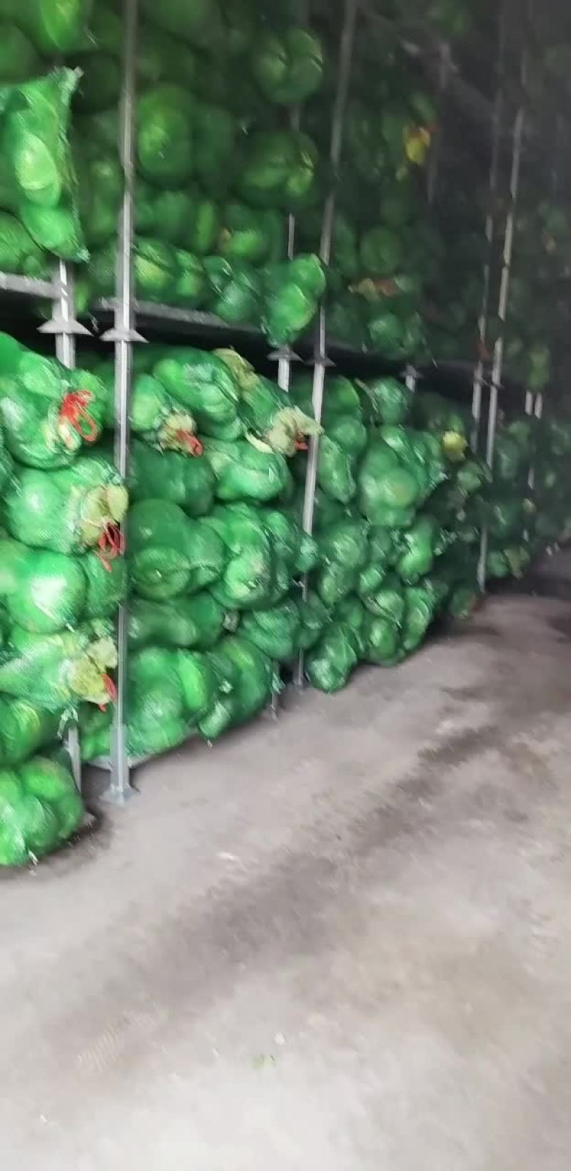 冷库储存奥奇甘蓝菜，便宜出售