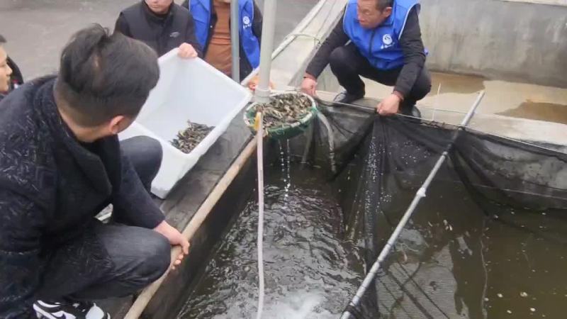 优质黄颡鱼苗，黄骨鱼苗