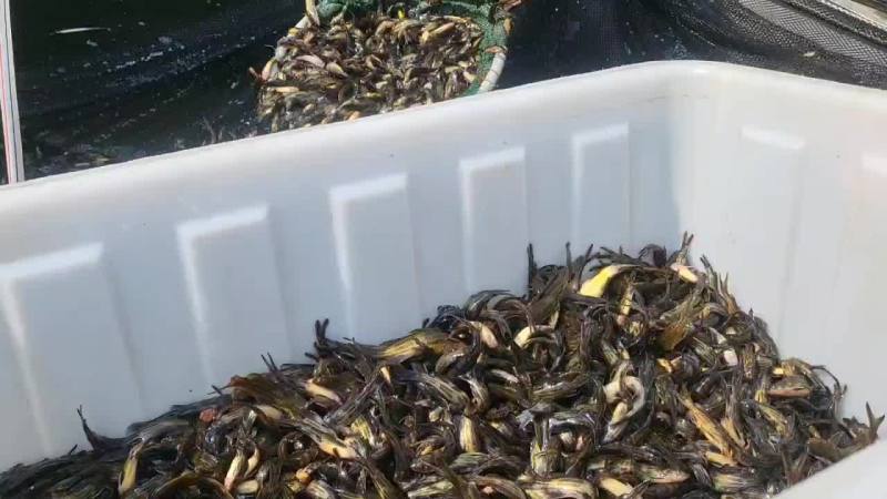 优质黄颡鱼苗，黄骨鱼苗