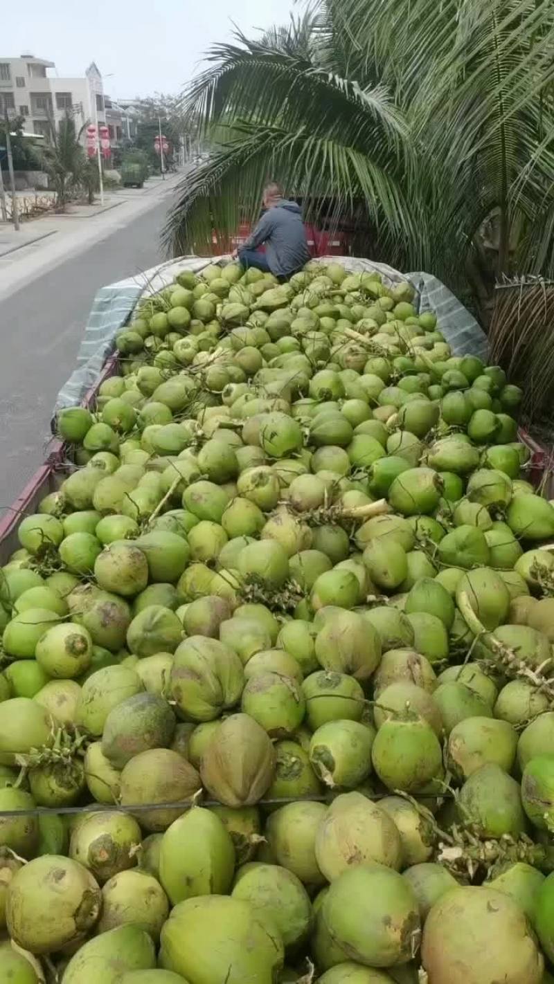 海南椰子现在大量有货
