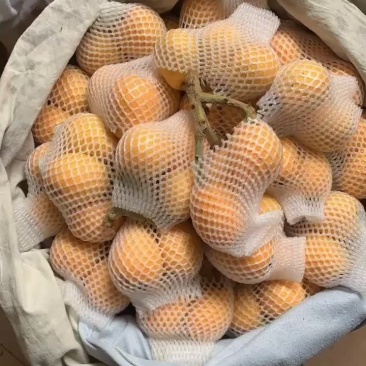 早钟6号枇杷，精品大果，超甜
