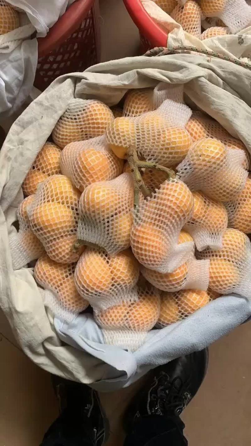 早钟6号枇杷，精品大果，超甜
