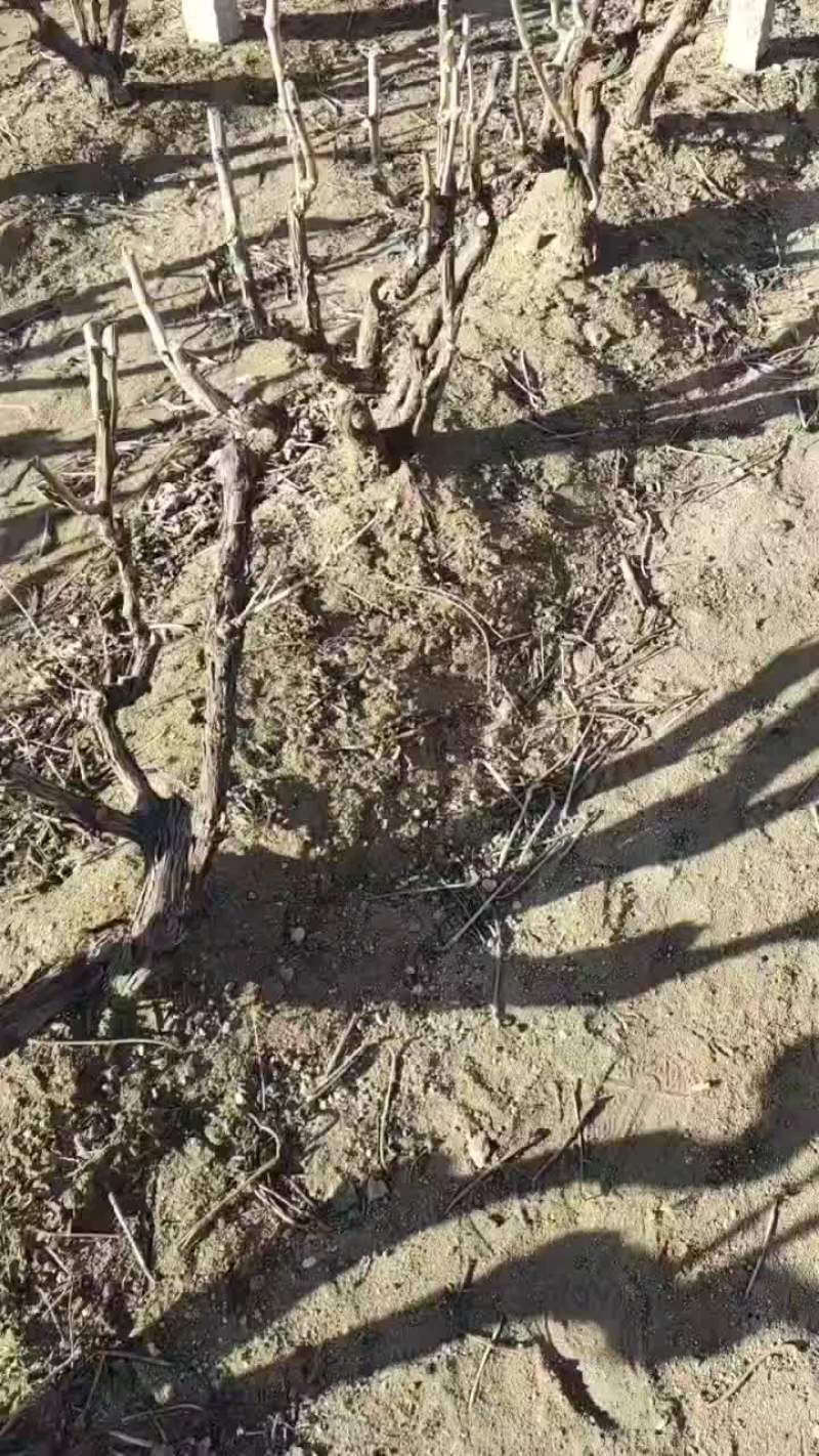 出占地葡萄树