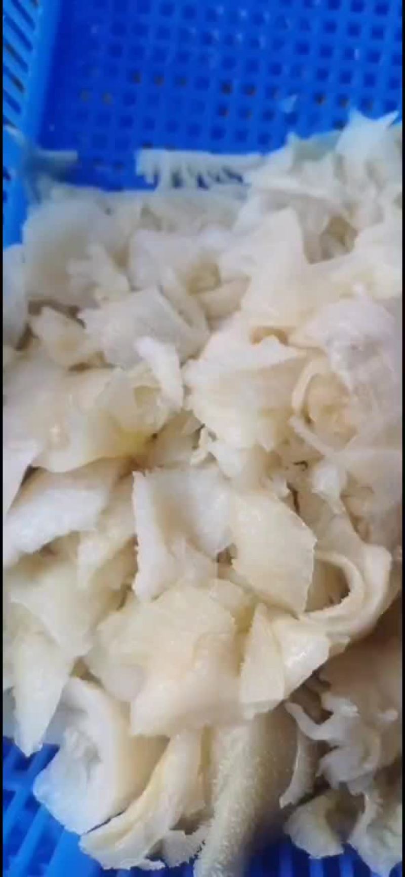 白色毛肚头子，便宜靓货，串串凉拌冒菜，粉面馆，爆肚用处广