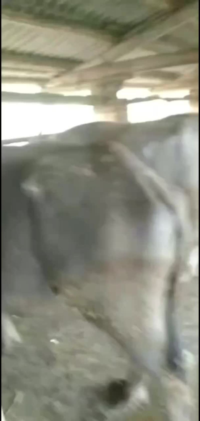 云南省大角水牛，孟拉水牛，缅甸水牛，越南水牛