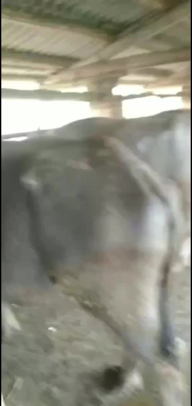 云南省大角水牛，孟拉水牛，缅甸水牛，越南水牛