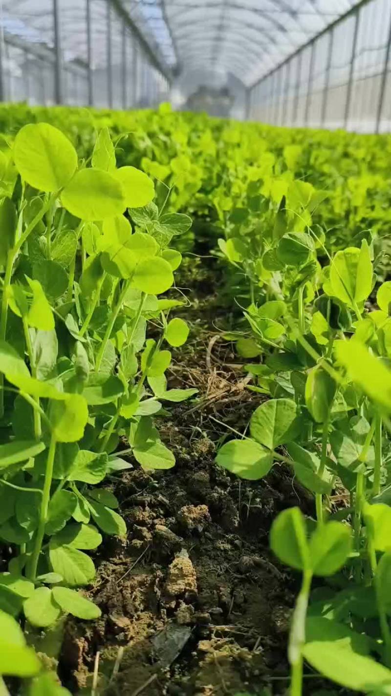 豌豆苗