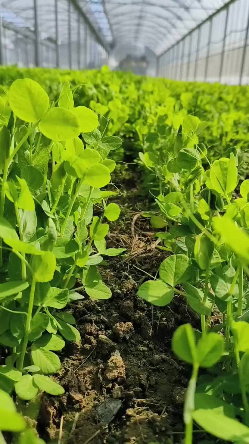 豌豆苗