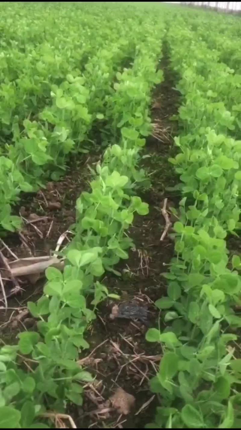 豌豆苗