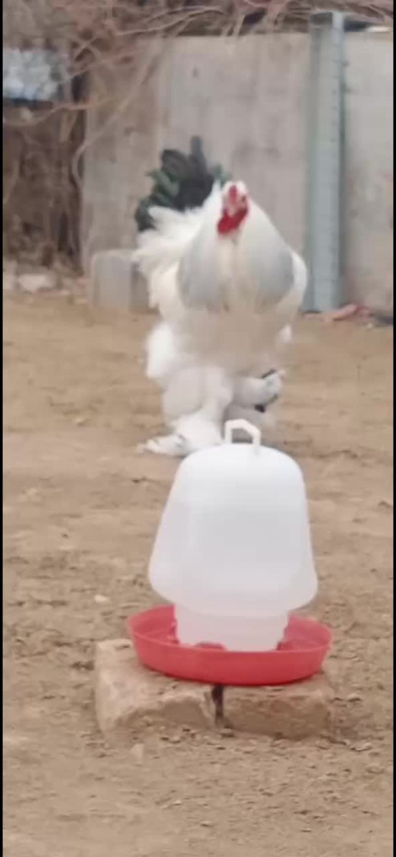 精品拉丝尾婆罗门